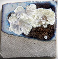 two white flowers are on a blue and gray plate with some dirt in the background