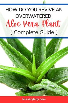 aloe vera plant with the title how do you receive an overwatered aloe vera plant complete guide