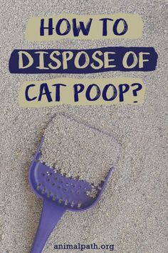 a purple brush with the words how to dispose of cat poop?