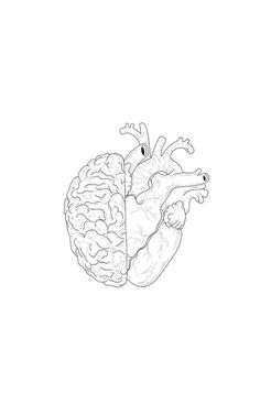 a black and white drawing of a human heart with the right side divided by two parts