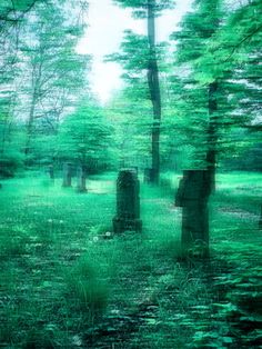 a green forest filled with lots of trees and tombstones in the middle of it