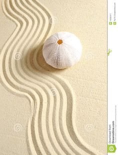 a white sea urchin sitting on top of a sandy beach