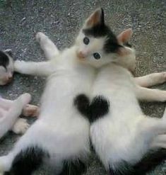 two cats are playing with each other on the ground