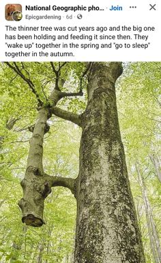 a tree that is in the middle of a forest with no leaves on it, and an ad for national geograph pho