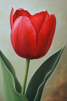 Red Tulip Meaning and Symbolism (Love & Wealth) Tulip Meaning, Carnation Flower Meaning, Red Tulips Bouquet, Tulips Meaning, Most Popular Flowers, Orange Tulips, Tulip Bulbs, Flower Meanings, Purple Tulips