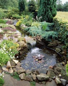 a small stream running through a lush green garden