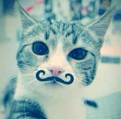 a cat with a fake mustache on it's nose