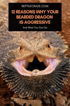 a bearded dragon with its mouth open and the caption reads, 12 reasons why your bearded dragon is aggressive and what you can do