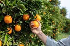 Organic Orange Farming focuses on cultivating oranges without synthetic chemicals. This farming method emphasizes natural fertilizers and sustainable practices to produce healthy, chemical-free fruits. It’s gaining popularity due to the rising demand for organic produce.



Organic Orange Farming aims to maintain soil health and biodiversity. Farmers use compost, manure, and green cover crops to enrich the soil naturally. This practi...

#PremiumContent #PremiumContent #Opcional #PremiumConten