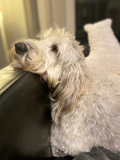 Frankie the petit basset griffin Vendeen resting his tired head on the arm of the sofa with eyes closed Puppies