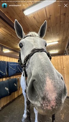 a gray horse standing inside of a stable