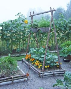 a garden with various types of vegetables and plants growing in the area, including sunflowers