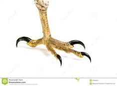 an animal claw with claws and claws on it's back legs, against a white background