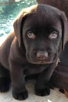 a black puppy sitting next to a pool with water in it's back end