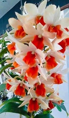 a vase filled with red and white flowers