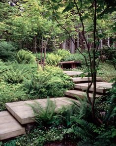 some steps in the middle of a lush green forest