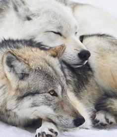 two gray wolfs are sleeping together in the snow