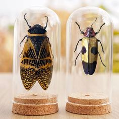 two bugs in glass cases sitting on top of a wooden table next to each other