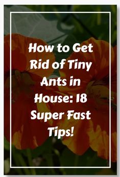 How to get rid of tiny ants in the house? 🐜 Don't worry, we've got you covered! Discover 18 super-fast tips to eliminate these pesky invaders and keep your space ant-free. From natural remedies to effective prevention techniques, learn how to reclaim your home in no time! 🏡✨  #AntControl #HomeTips #DIYPestControl #PestFreeHome #AntsInHouse #HomeHacks #NaturalRemedies #AntPrevention #HomeCare #PestControlTips #HouseholdHacks #TinyAnts #WaveHooks #InsectRepellent #HomeCleaning #HomeImprovement #HealthyHome #QuickFixes #HomeSolutions #PinterestTips Ants In House Get Rid Of, Tiny Ants, Queen Ant, Red Ant, Ant Control, Black Ants