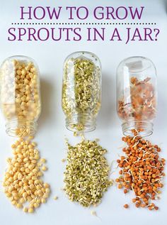 four jars filled with different types of seeds and seed sprouts next to each other