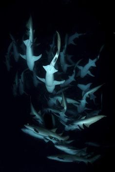 a large group of fish swimming in the dark