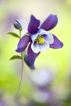 a purple and white flower with green leaves