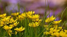 some yellow flowers are growing in the grass