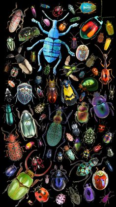 an image of many different types of bugs