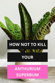 a potted plant with the words how not to kill your antifuum superbum