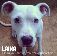 a white dog looking up at the camera with a caption that reads laika i know you love me come on and adopt me