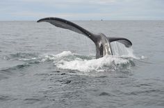 a whale's tail flups out of the water as it dives into the ocean