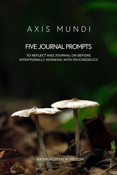 journal prompts before utilizing psychedlics and sacred medicine therapy