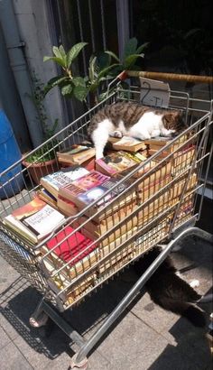 a cat sleeping on top of books in a shopping cart