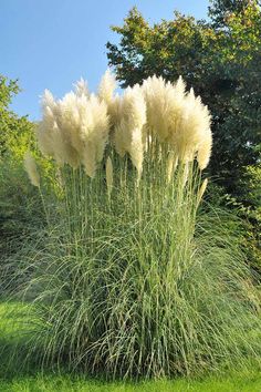 the tall grass is growing in the field