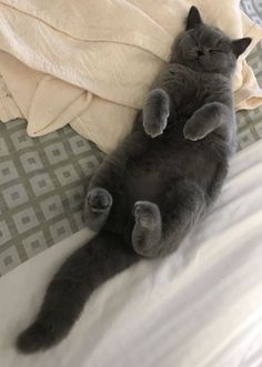 a gray cat laying on its back on top of a bed next to a blanket