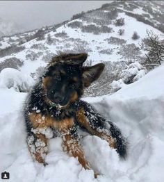 a dog is laying in the snow on top of a mountain with it's front paws up