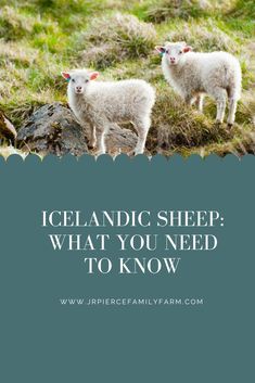 two sheep standing on top of a grass covered hillside with the words iceland sheep what you need to know