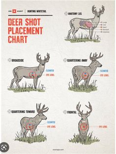 the deer shot placement chart is shown in red and white, with instructions for how to use