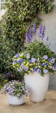 two potted plants sitting next to each other