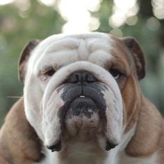 an english bulldog is looking at the camera