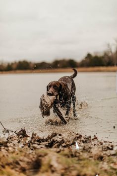 a dog is running through the water with a frisbee