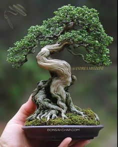 a bonsai tree is displayed in a hand