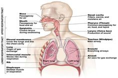 the anatomy of the human body including the lungs, stomachs and livers with labels