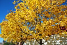 a tree with yellow leaves in front of a white wall and blue sky behind it