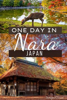 one day in nare japan with the text overlay reads, one day in nare japan