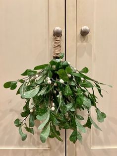 a green plant hanging from the side of a door