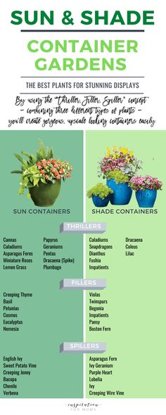 Mini Fruit & Vegetable Garden Equipment Shade Container Garden, Fall Container Gardens, Container Garden Ideas, Container Garden Design, Asparagus Fern, Container Gardening Flowers, Meteor Garden 2018, Magic Garden, Garden Containers