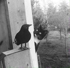 a black and white cat looking at a bird