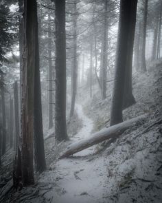 a trail in the woods is covered with snow