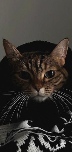 a close up of a cat laying on top of a blanket